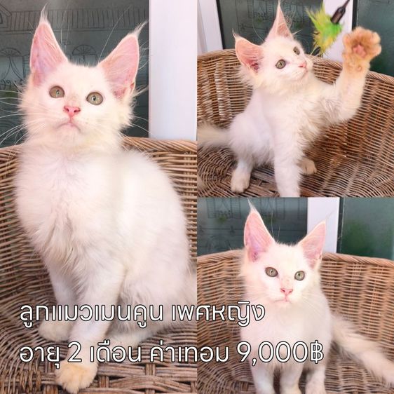 ลดประชากรแม่พันธุ์ พร้อมผสม มีทั้งพันธุ์เมนคูนและมันช์กิ้นขาสั้น รูปที่ 4