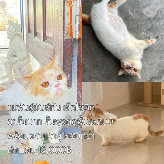 ลดประชากรแม่พันธุ์ พร้อมผสม มีทั้งพันธุ์เมนคูนและมันช์กิ้นขาสั้น รูปที่ 3