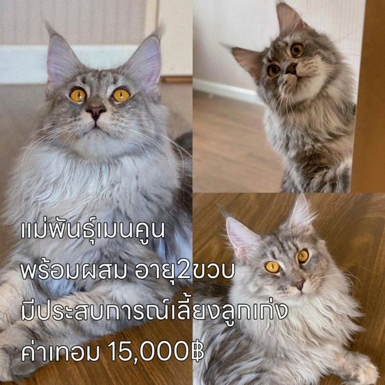 เมนคูน (Maine Coon) ลดประชากรแม่พันธุ์เมนคูน พร้อมผสม