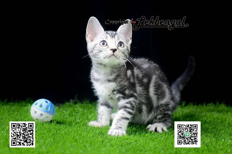 อเมริกัน ชอร์ตแฮร์ (American Shorthair) ขายลูกแมวน่ารักมากช่างปะจบเพศผู้ อเมริกันชอตแฮร์ สีซิลเวอร์พันธุ์แท้ 