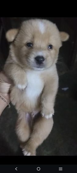 หาบ้านไห้น้องหมา