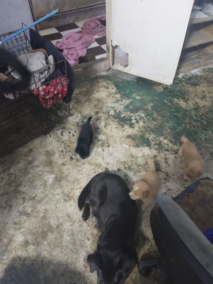 หาบ้านไห้น้องหมา รูปที่ 13