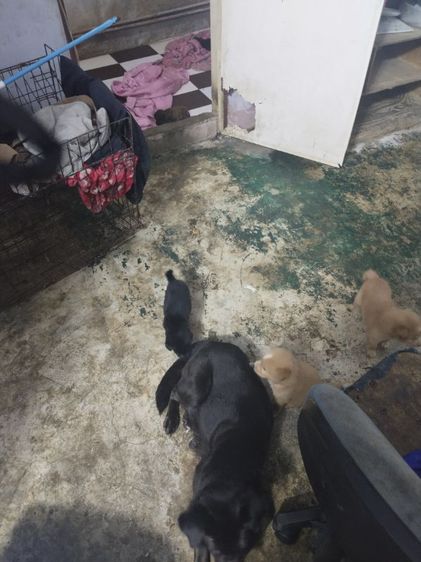 หาบ้านไห้น้องหมา รูปที่ 12