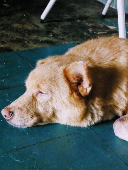 หาบ้านไห้น้องหมา รูปที่ 16