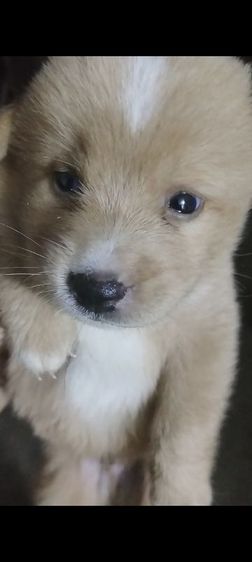 หาบ้านไห้น้องหมา รูปที่ 2