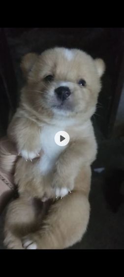 หาบ้านไห้น้องหมา รูปที่ 3