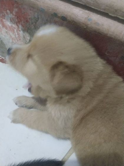 หาบ้านไห้น้องหมา รูปที่ 14