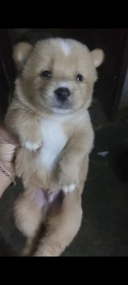 หาบ้านไห้น้องหมา รูปที่ 4