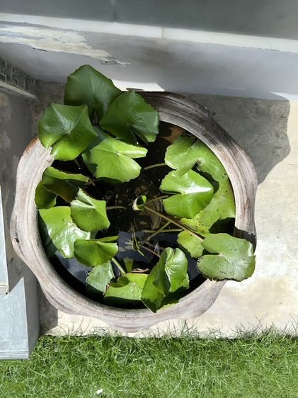 ตกแต่งสวน อ่างบัว