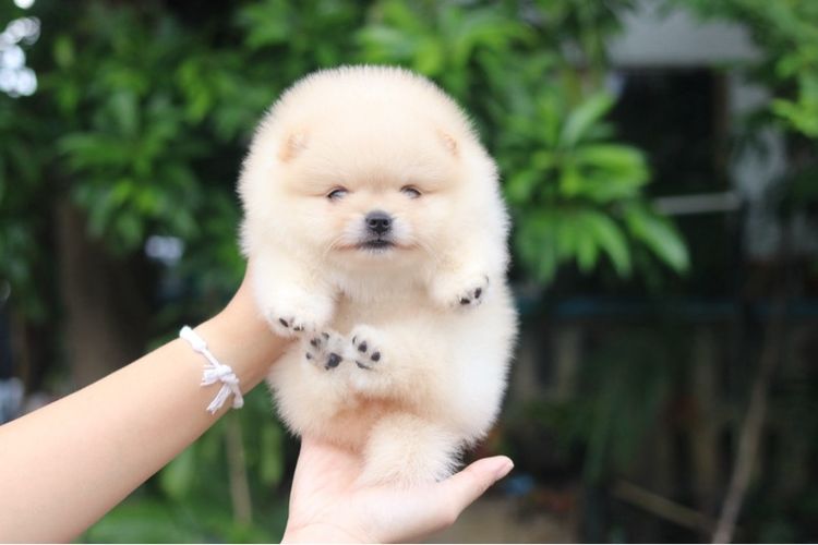 ปอมเมอเรียนเนียน รูปที่ 2