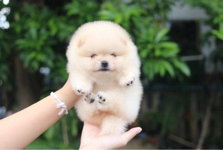 ปอมเมอเรเนียน (Pomeranian) เล็ก ปอมเมอเรียนเนียน