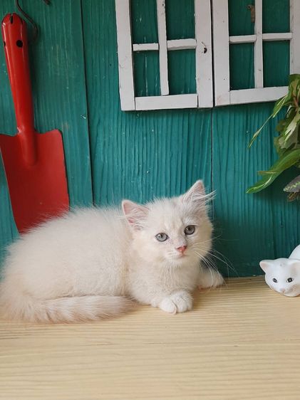 มันช์กิ้น (Munchkin) แมวขาสั้น เพศเมีย 2เดือน วัคซีนเข็มแรกแล้ว