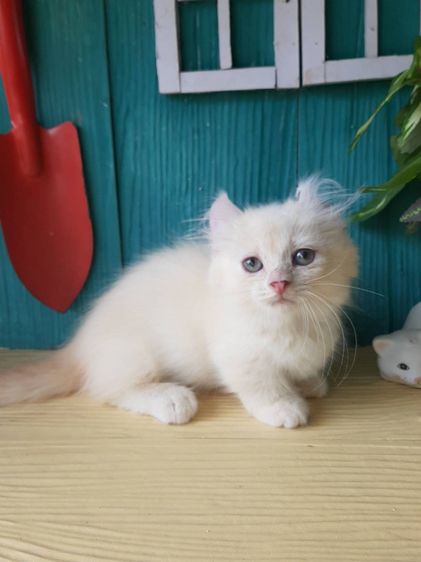 อื่นๆ แมวคินตาโล เพศเมีย สีครีมพ้อยท์2เดือน
