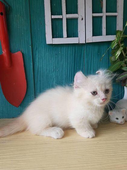 แมวคินตาโล เพศเมีย สีครีมพ้อยท์2เดือน รูปที่ 2