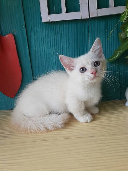 มันช์กิ้น (Munchkin) แมวขาสั้น เพศเมีย 2เดือน วัคซีนเข็มแรกแล้ว
