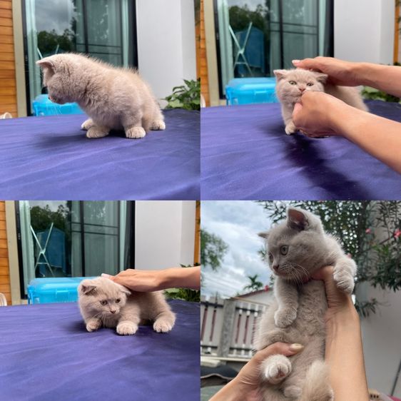 มันช์กิ้น (Munchkin) ดช มันช์กิ้นขาสั้นสีไลแลค