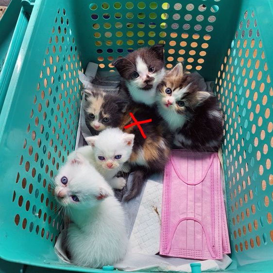 หาบ้านให้ หลานๆ ครับ เลี้ยงไม่ไหว เอาไปแบบในราคาแบ่งเลี้ยงครับ รูปที่ 2