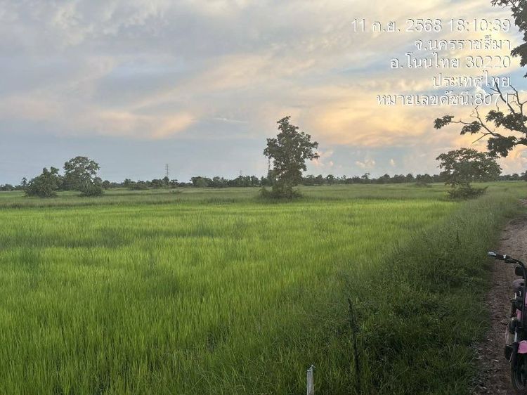 ไม่ใช่ 📍ขายที่นา 19 ไร่ ต.สำโรง อ.โนนไทย จ.นครราชสีมา🌾 เนื้อที่ 19 ไร่ 24.9 ตารางวา🏞 ราคาไร่ละ 100,000 บาท🚗 ห่างถนนลาดยางประมาณ 5 กม.🛣️ ห่างถนนคอนกรีตเพียง 500 เมต รูปที่ 2