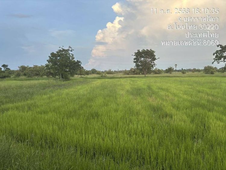 ไม่ใช่ 📍ขายที่นา 19 ไร่ ต.สำโรง อ.โนนไทย จ.นครราชสีมา🌾 เนื้อที่ 19 ไร่ 24.9 ตารางวา🏞 ราคาไร่ละ 100,000 บาท🚗 ห่างถนนลาดยางประมาณ 5 กม.🛣️ ห่างถนนคอนกรีตเพียง 500 เมต รูปที่ 3