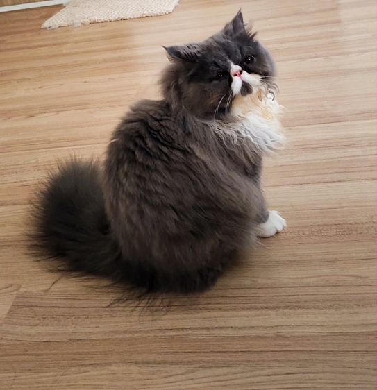 เปอร์เซีย (Persian) แมวเปอร์เซียร์แท้ฟรี