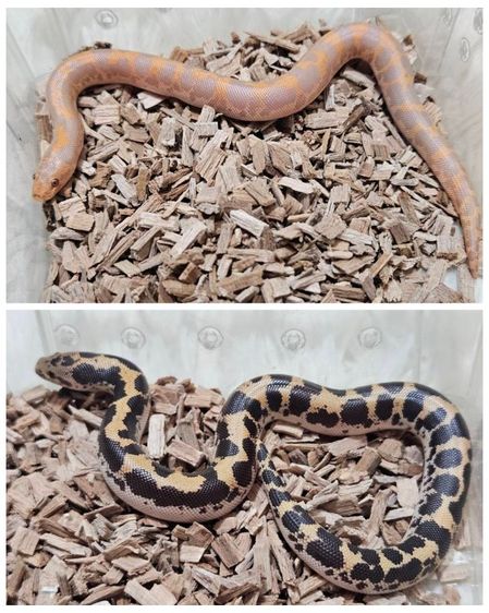 ลูกงูแซนบัว ปี69 เพศเมีย หาบ้าน2ตัว