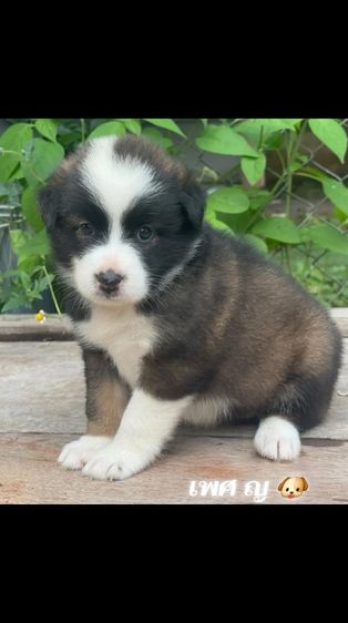 บางแก้ว (Thai Bangkaew Dog) เล็ก สุนัข