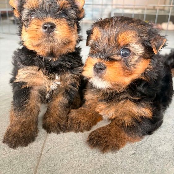 ยอร์คเชียร์ เทอร์เรีย (Yorkshire Terrier) เล็ก น้องสุนัขพันธ์ยอร์คเชียร์เธอเรียขนแน่น