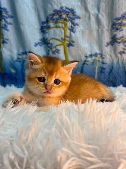 British Shorthair รูปที่ 4