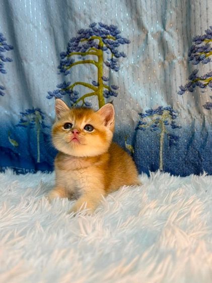 British Shorthair รูปที่ 7