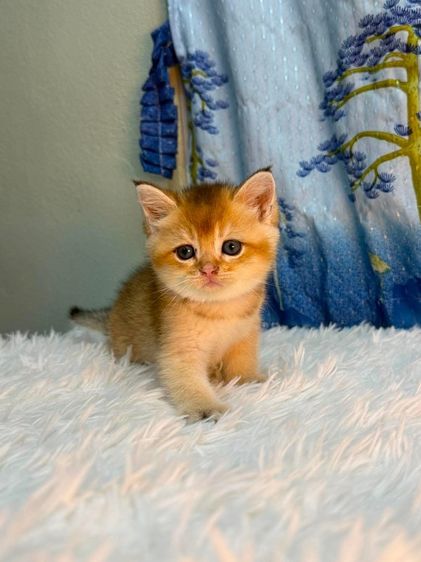 British Shorthair รูปที่ 11