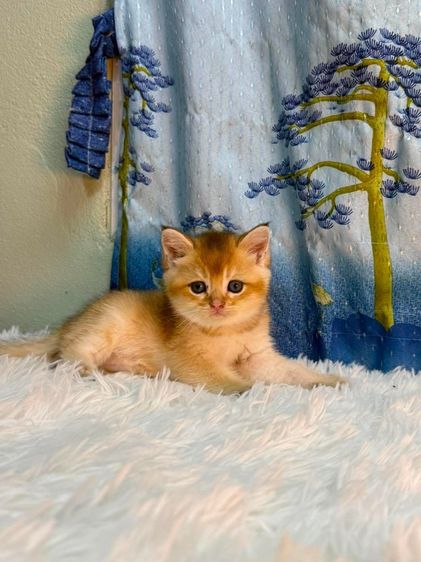British Shorthair รูปที่ 9