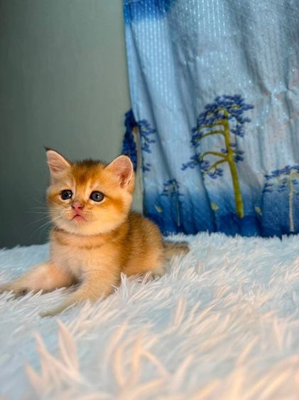 British Shorthair รูปที่ 2