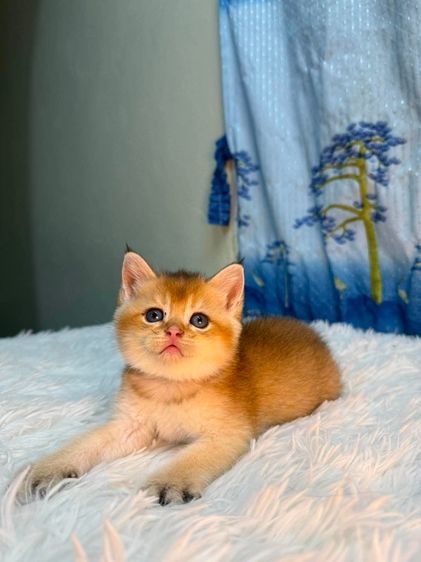 British Shorthair รูปที่ 6