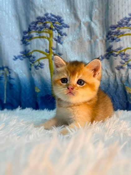 British Shorthair รูปที่ 8