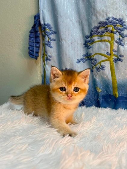 British Shorthair รูปที่ 10