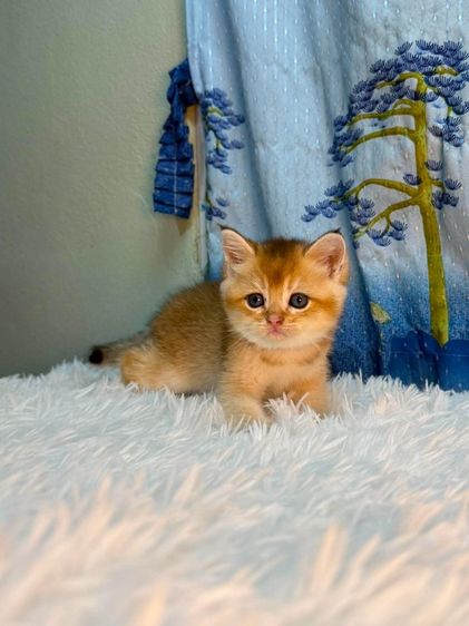 British Shorthair รูปที่ 3