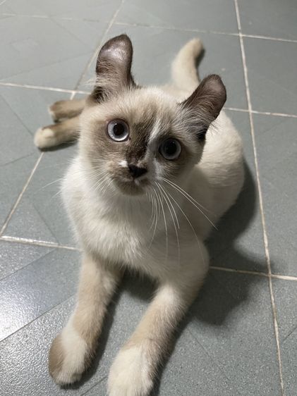 น้องแมวพันธุ์ เพศชาย พ่อหิมาลายัน แม่อเมริกันเคิร์ล ( หูบิน ) ตาสีฟ้า