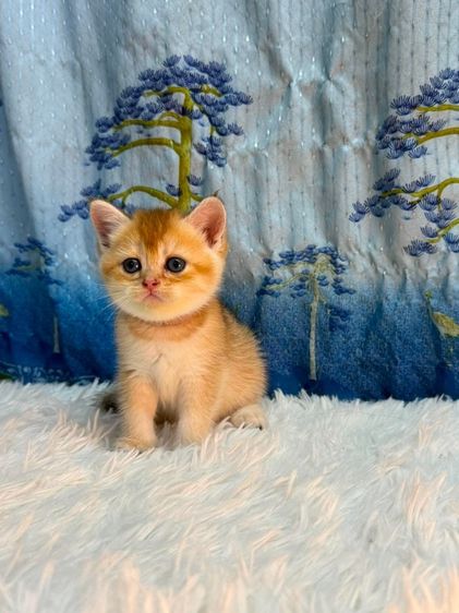british shorthair (Boy) รูปที่ 2