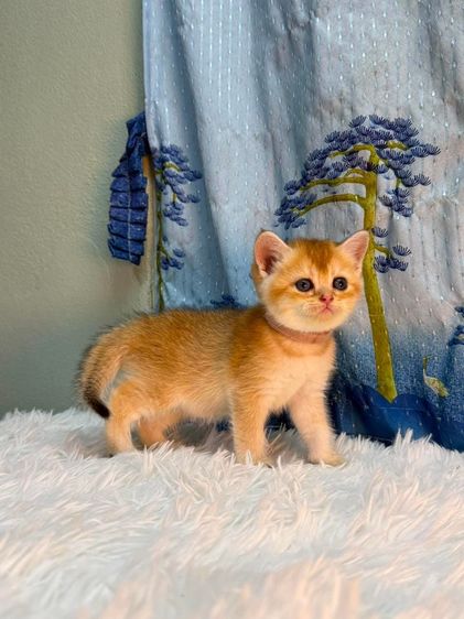 british shorthair (Boy) รูปที่ 4