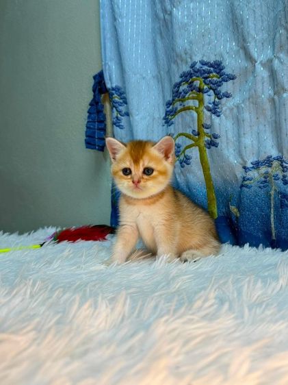 british shorthair (Boy) รูปที่ 3