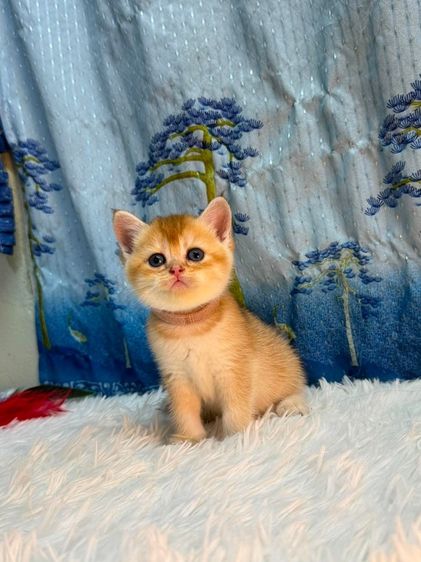british shorthair (Boy)