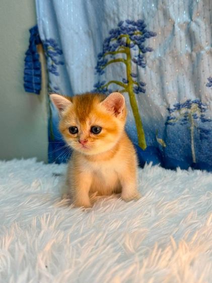 british shorthair (Boy) รูปที่ 5