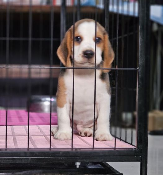 บีเกิล (Beagle) เล็ก ลูกบีเกิ้ล แท้ สายเลือดดี ผู้