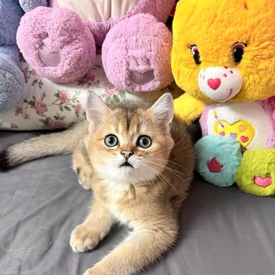 บริติช ชอร์ตแฮร์ (British Shorthair) บริติช สี Ny เพศ ชาย