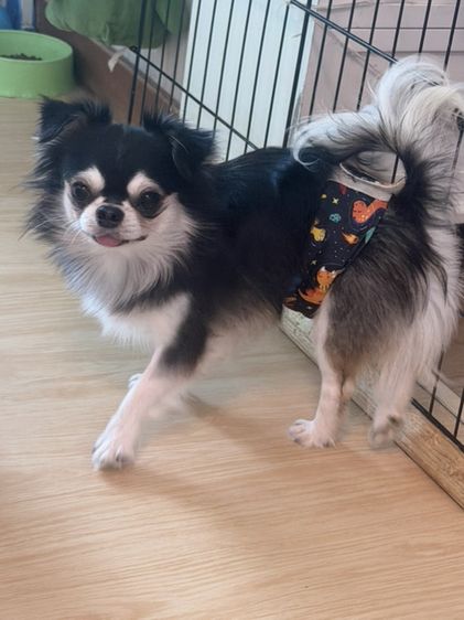 ชิวาวา (Chihuahua) เด็กชายชิวาวา