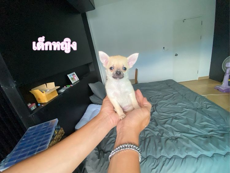 ชิวาวา (Chihuahua) 2500