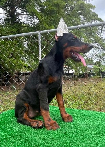 โดเบอร์แมน (Doberman) ใหญ่ โดเบอร์แมน