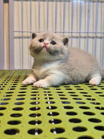ลูกแมวบริติชมันช์กิ้น รูปที่ 3