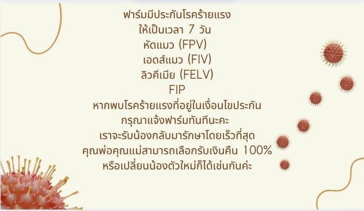 ลูกแมวบริติชมันช์กิ้น รูปที่ 4