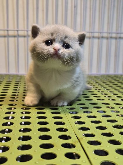 บริติช ชอร์ตแฮร์ (British Shorthair) ลูกแมวบริติชมันช์กิ้น